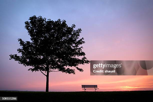 park bench with tree - tree silhouette stock pictures, royalty-free photos & images