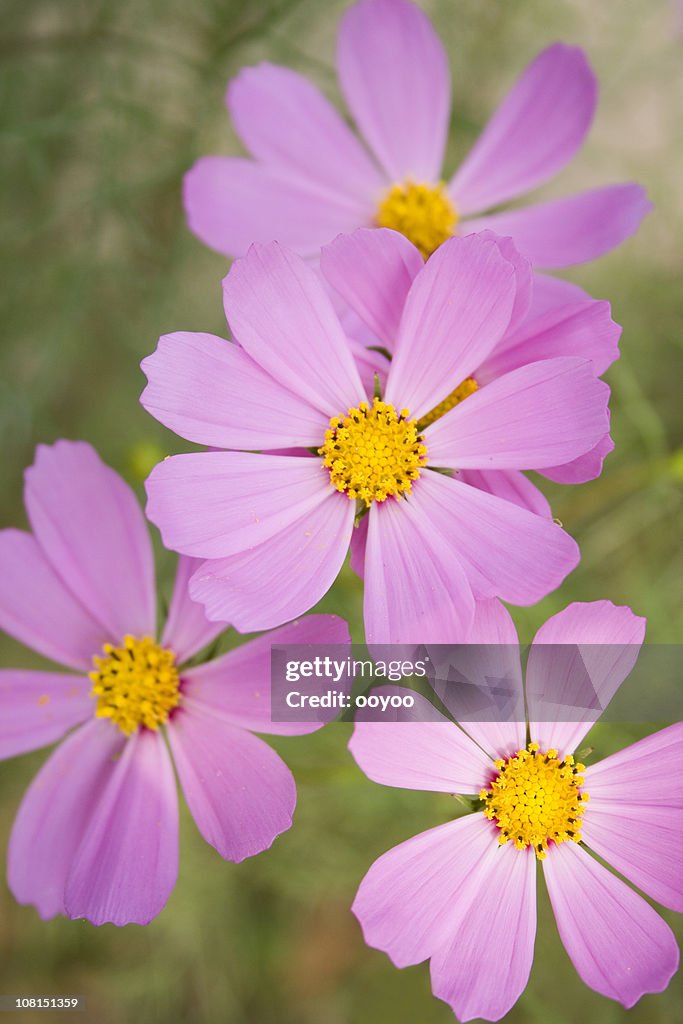 Cosmos flowers