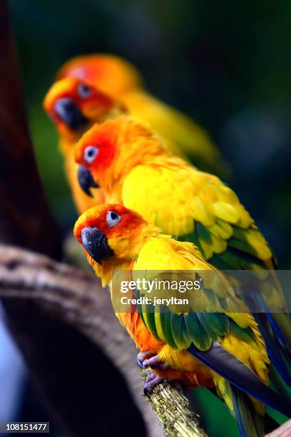 colorful birds on branch - parrot stock pictures, royalty-free photos & images