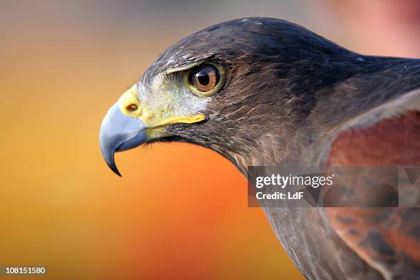 black falcon - falcon bird stock pictures, royalty-free photos & images