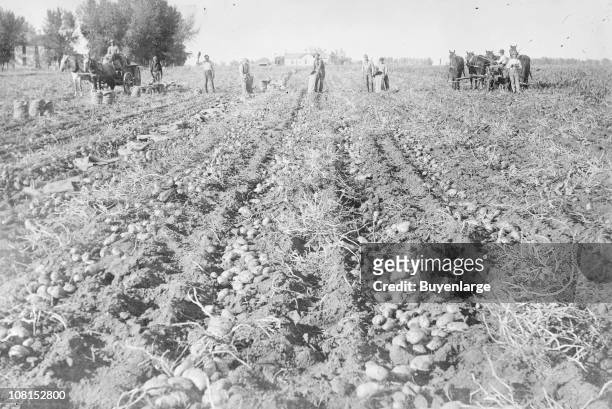 View of workers on the field during a potato harvvest, Colorado, ca 1920s.