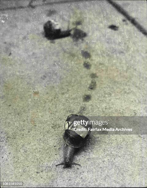 Snail Racing Shells Snail Run Photos and Premium High Res Pictures - Getty Images