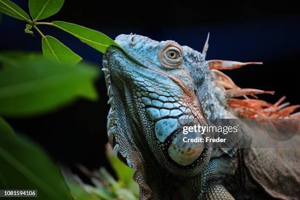 iguana verde - iguana eating fotografías e imágenes de stock
