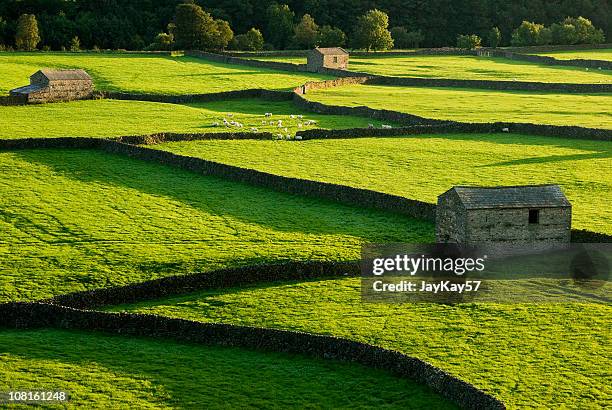 traditional farm and barns in england - flock of sheep stock pictures, royalty-free photos & images