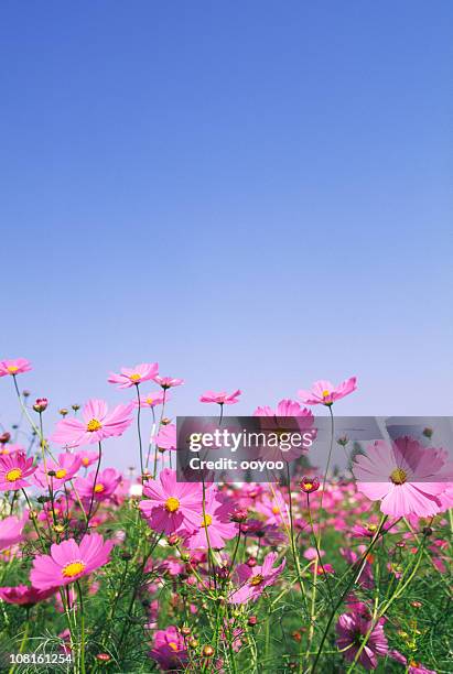 pink kosmos blumen auf feld gegen blauen himmel - schmuckkörbchen stock-fotos und bilder
