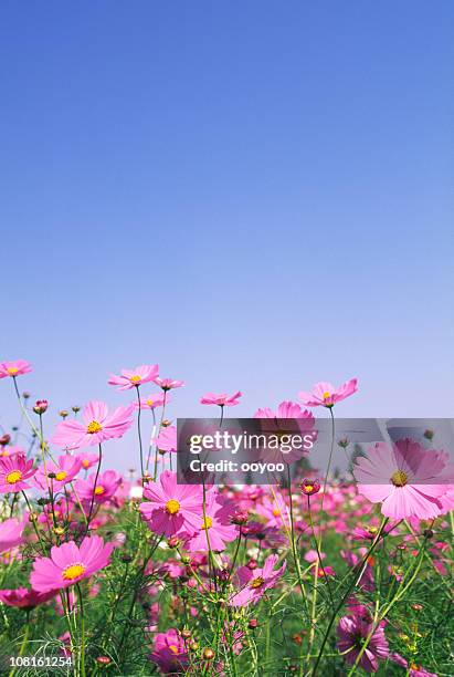 pink cosmos flowers in field contra el cielo azul - flor del cosmos fotografías e imágenes de stock