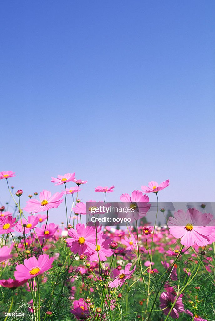 Pink Cosmos Flowers in Field Against Blue Sky