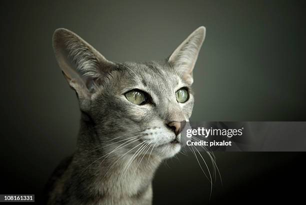 oriental de pelo corto cat - whisker fotografías e imágenes de stock