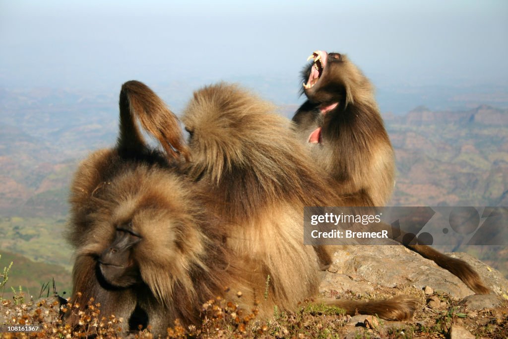 Gelada Baboons Grooming Each Other on Simien Mountain Top