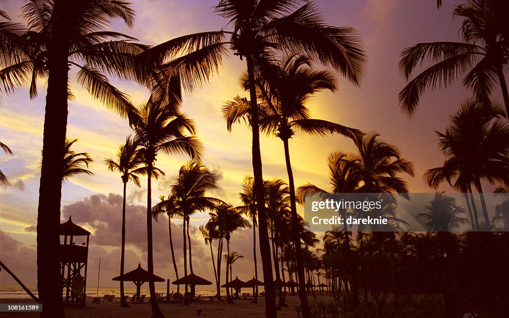 Silhouette of Palm Trees on Beach, Sunset at Ivory Coast