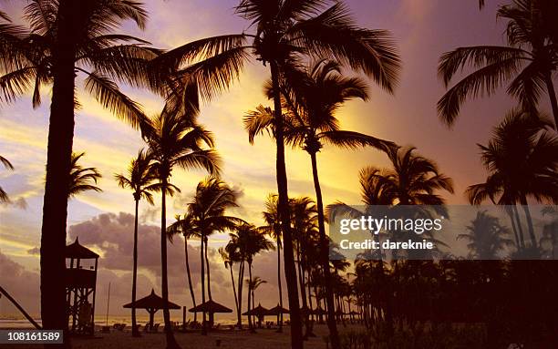 silhouette of palm trees on beach, sunset at ivory coast - elfenbenskusten bildbanksfoton och bilder