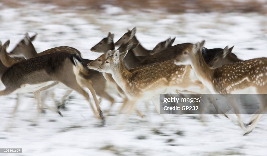 Fallow deer running in the snow