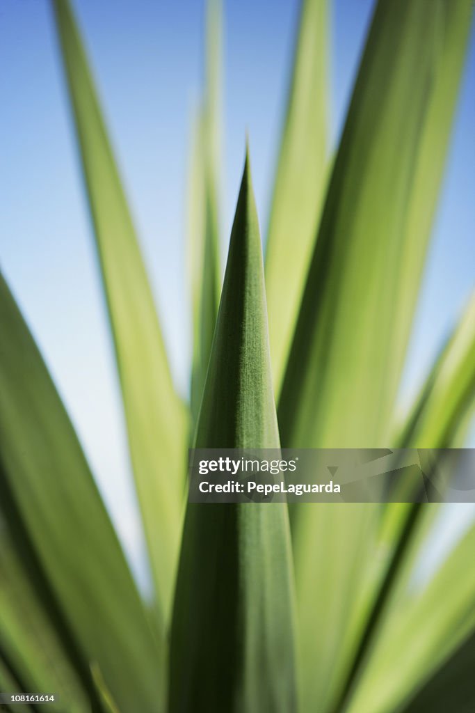 Close-up of Fresh Green Plant Leaves