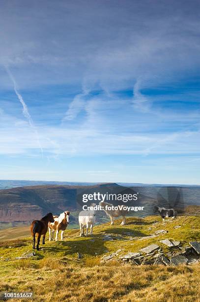 ponys auf grasbewachsenen mountain ridge - brecon beacons stock-fotos und bilder
