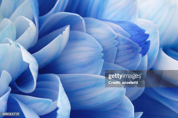 close-up of blue flower petals - petal stock pictures, royalty-free photos & images