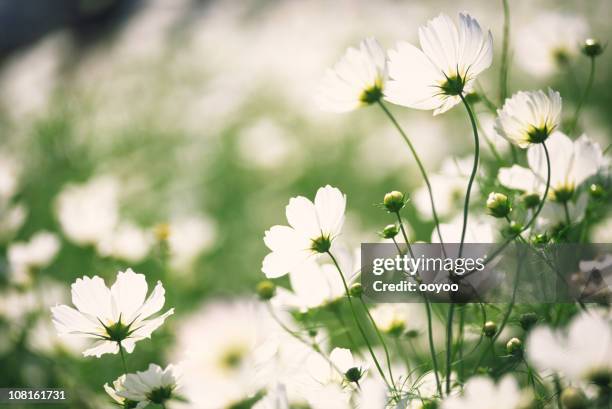 white cosmos flowers in the garden - rosenskära bildbanksfoton och bilder