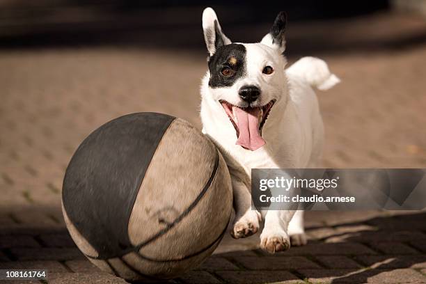 little dog play basket ball. color image - spotted dog stock pictures, royalty-free photos & images