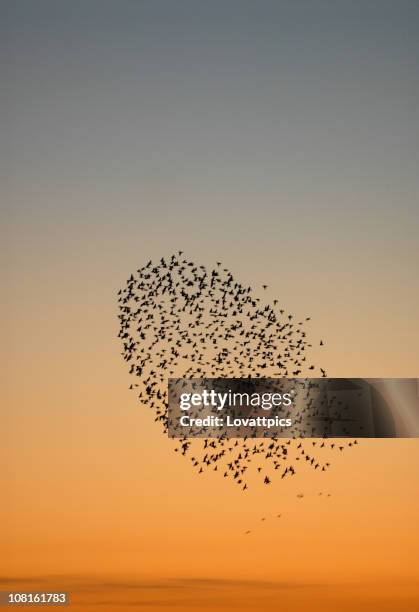 flock of starlings. - vogelzwerm stockfoto's en -beelden