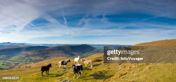 wilde pferde auf grünen mountain top - brecon beacons stock-fotos und bilder