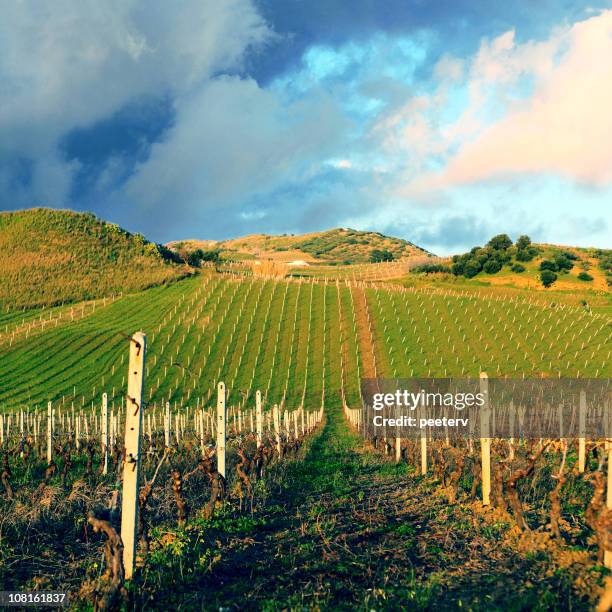 fields in evening light - trapani provincie stockfoto's en -beelden
