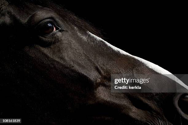 黒い馬のポートレート - black horse ストックフォトと画像