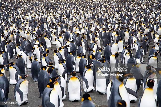 thousands of king penguins - king penguin stockfoto's en -beelden
