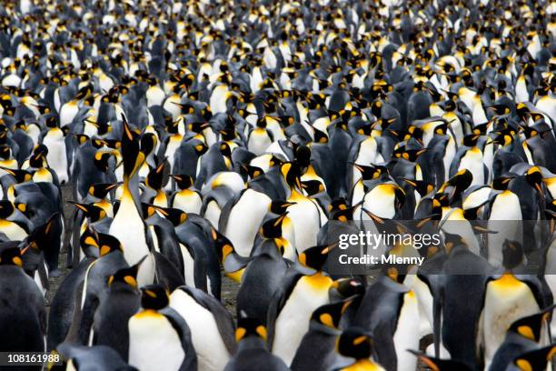 colonia de pingüinos emperados - pingüino fotografías e imágenes de stock