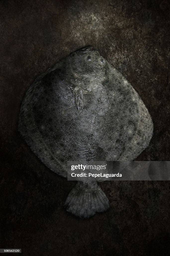 Pregado Peixe morto Deitado de fundo Grunge