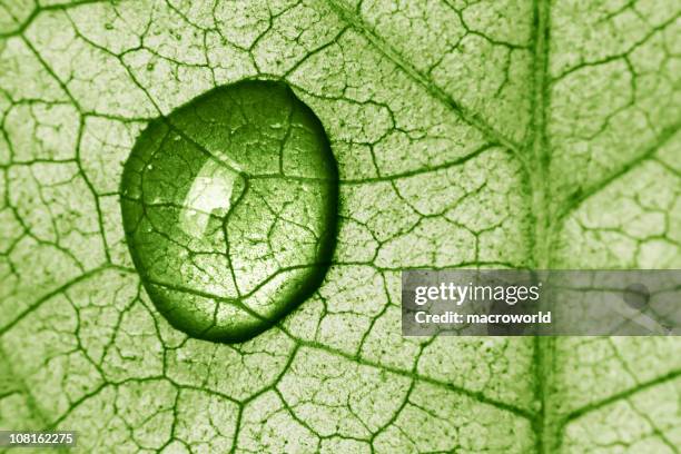 de hoja drop - clorofila fotografías e imágenes de stock