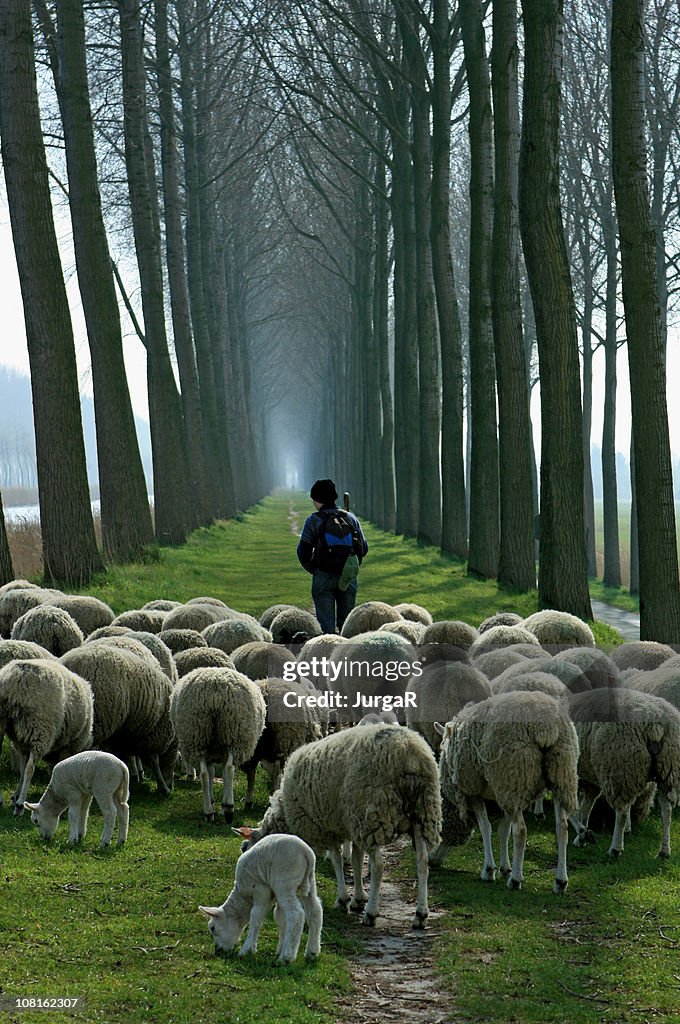 Shepherd with flock of sheep follwoing path between tall trees