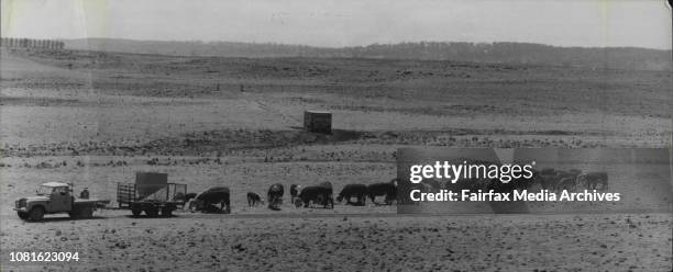 Drought In The Nimmitabel and Cooma Regions.Malcolm Shelley, on his property "Karundah" hand feeding sheep and cattle.The Baren and Rocky property of...