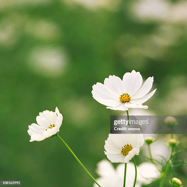 white cosmos - cosmos flower stock pictures, royalty-free photos & images