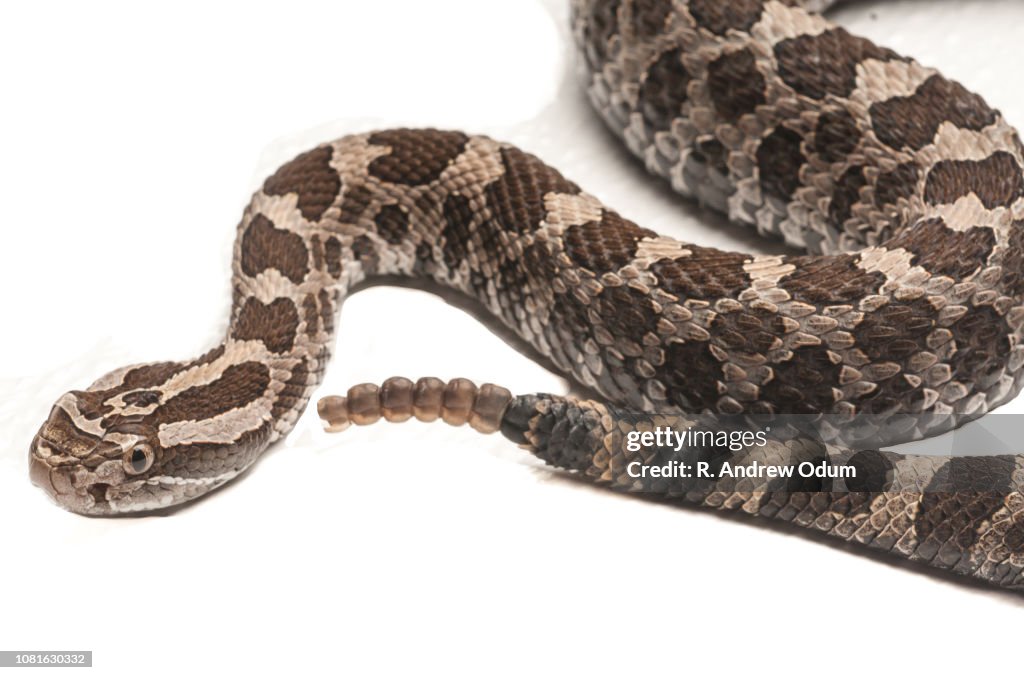 Eastern Massasauga rattlesnake