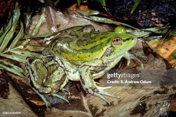 paradox frog - paradoxical frog stock pictures, royalty-free photos & images