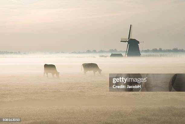 holländische windmühle auf der farm in nebel - cattle in frost stock-fotos und bilder