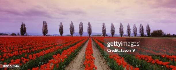 tulip fields in the spring 3 - bellingham stockfoto's en -beelden