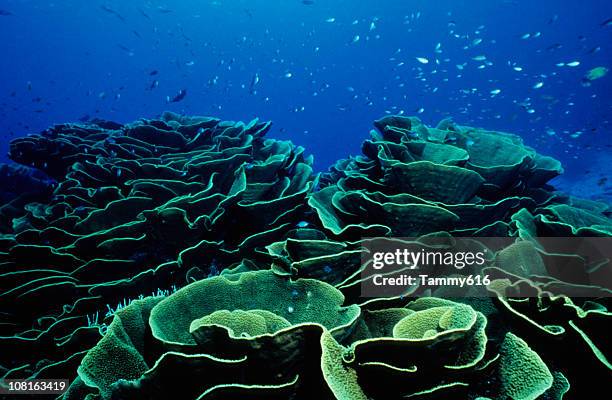 cabbage-aufnäher - fidschi stock-fotos und bilder