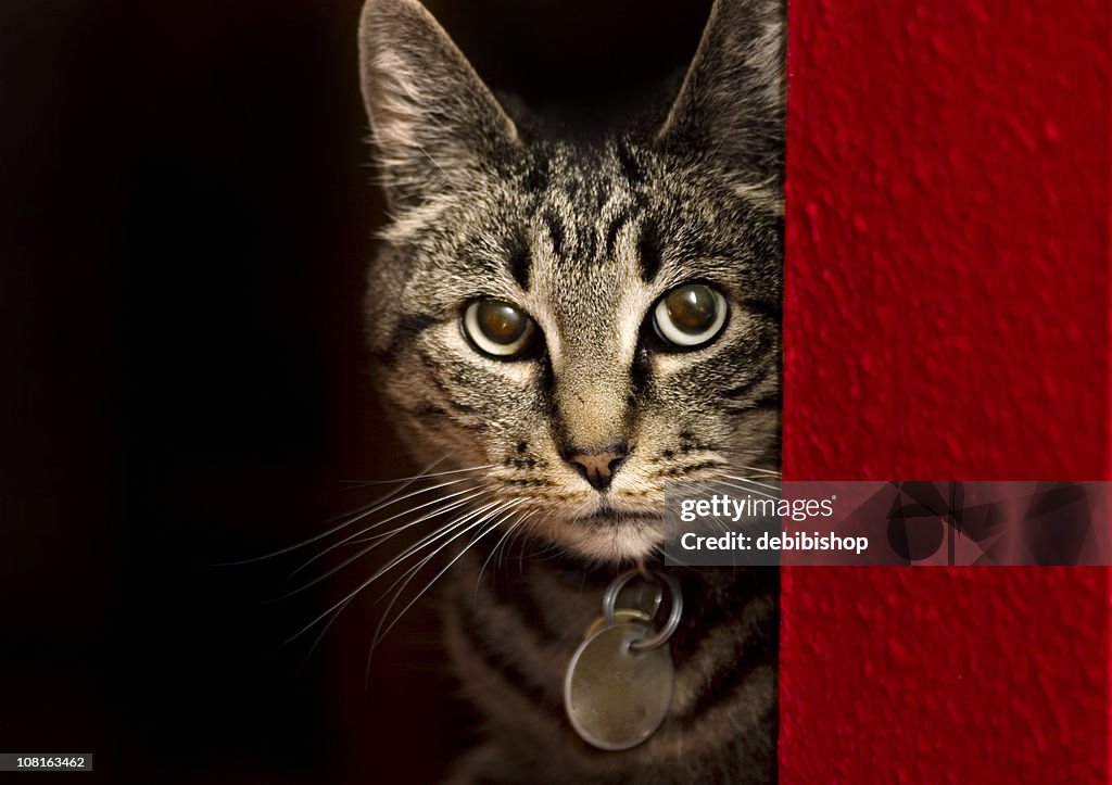 Gato vermelho malhado de s'esconder por detrás de Parede