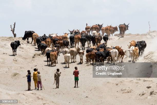 african cattle - cattle herd stock pictures, royalty-free photos & images