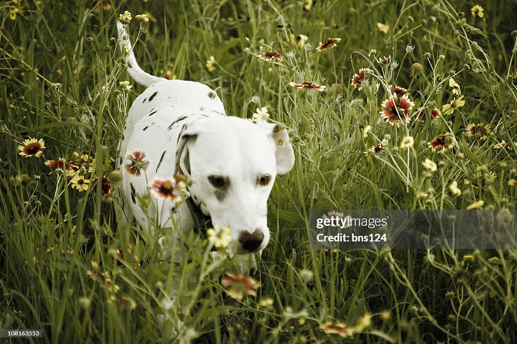 Dalmatiner Hund im hohen Gras mit Wildblumen
