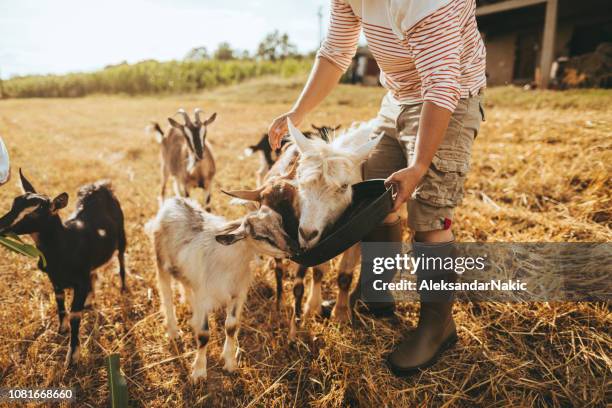 Familj P Grden, Bildbanksbilder