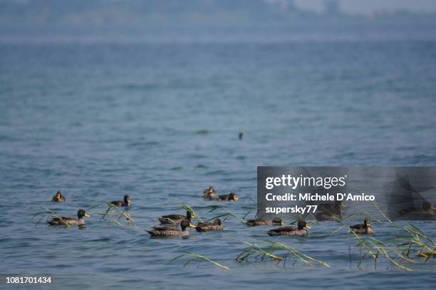 yellow-billed duck (anas undulata) in the blue water - lake victoria stock pictures, royalty-free photos & images