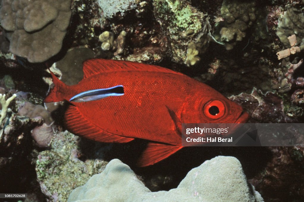 Crescent-Tailed Bigeye being cleaned by Cleaner Wrasse