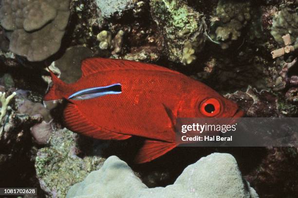 crescent-tailed bigeye being cleaned by cleaner wrasse - crescent tailed bigeye stock pictures, royalty-free photos & images