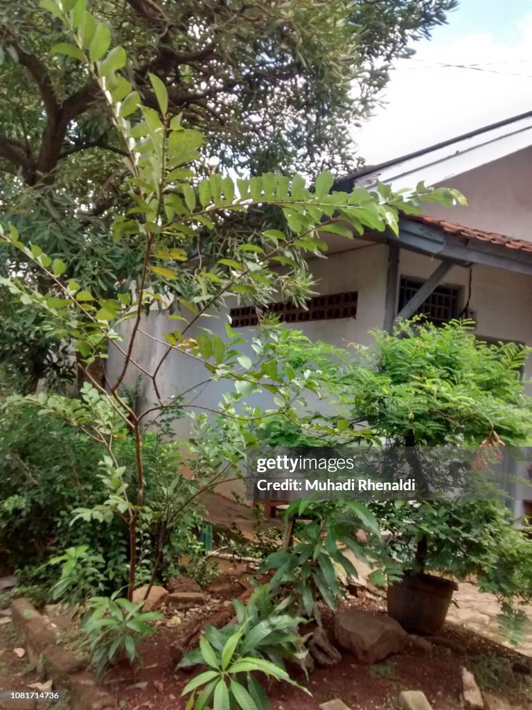 The garden beside my house