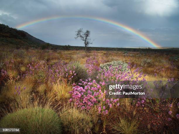 spring thunderstorm in karijini national park - spring wildflower stock pictures, royalty-free photos & images