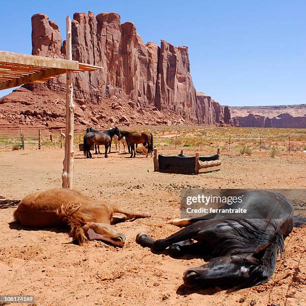 dead horses - death photos stockfoto's en -beelden