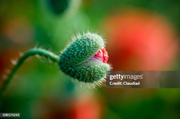 poppy in the grass - bud opening stock pictures, royalty-free photos & images