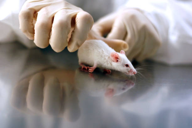 Research Mouse 982 Mouse Lab Stock Photos, High-Res Pictures, and Images - Getty Images