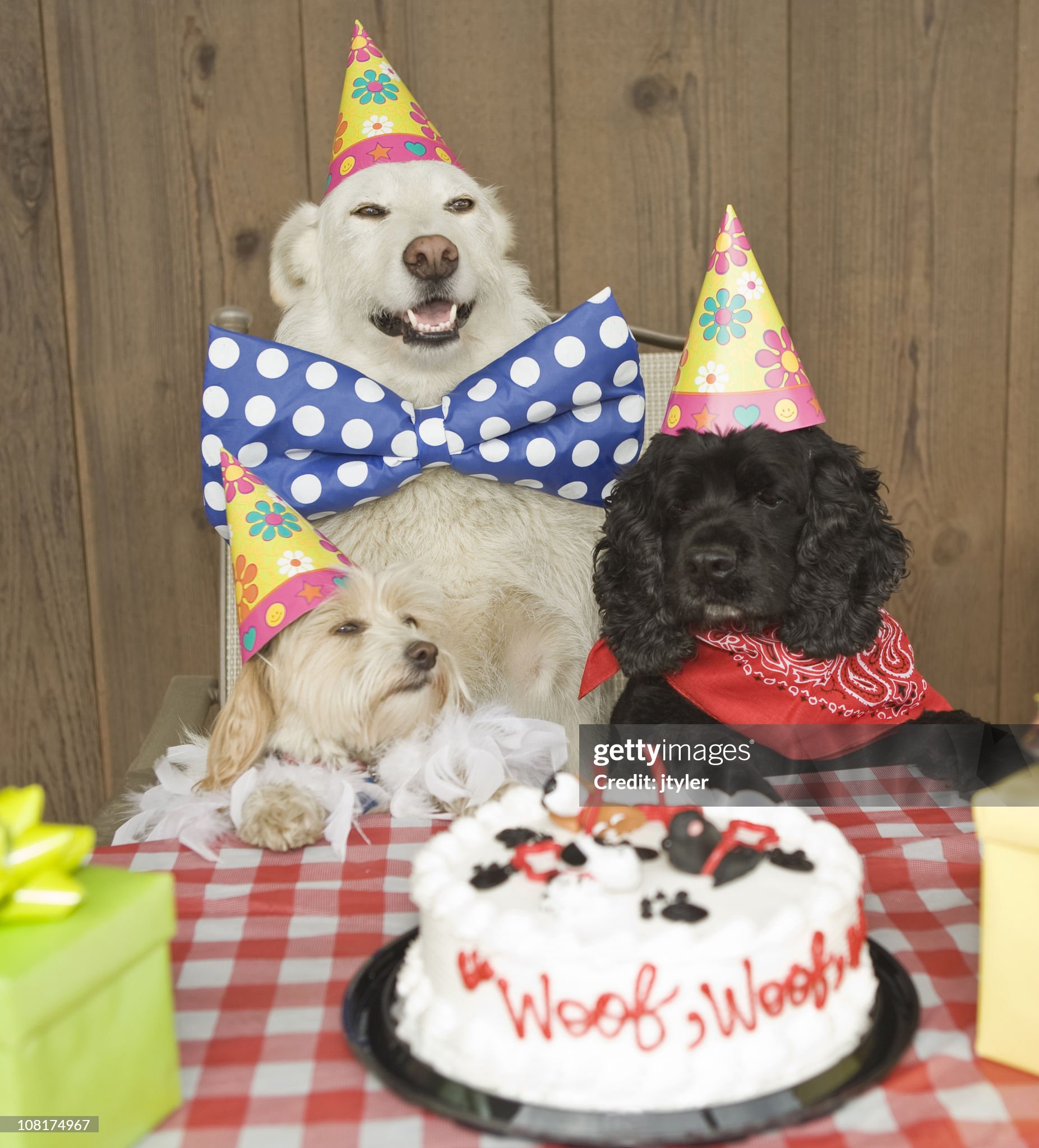 Fiesta de Cumpleaños de Perros 10 Ideas Geniales